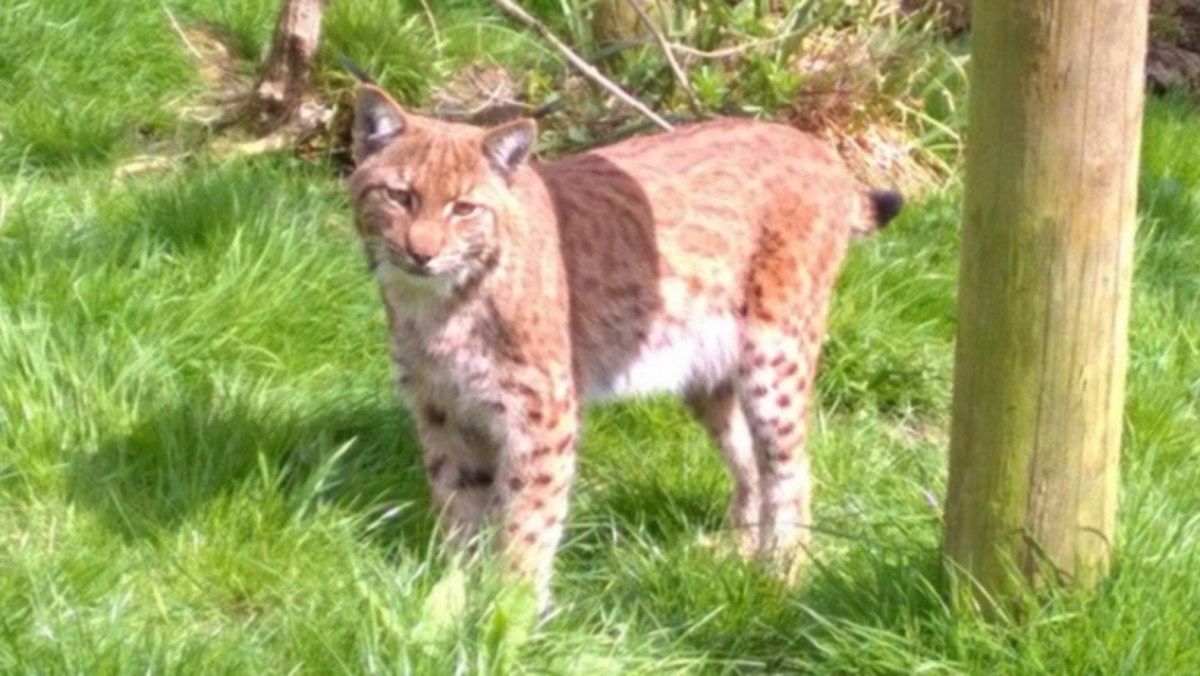 Illegally released lynx captured - NatureScot statement