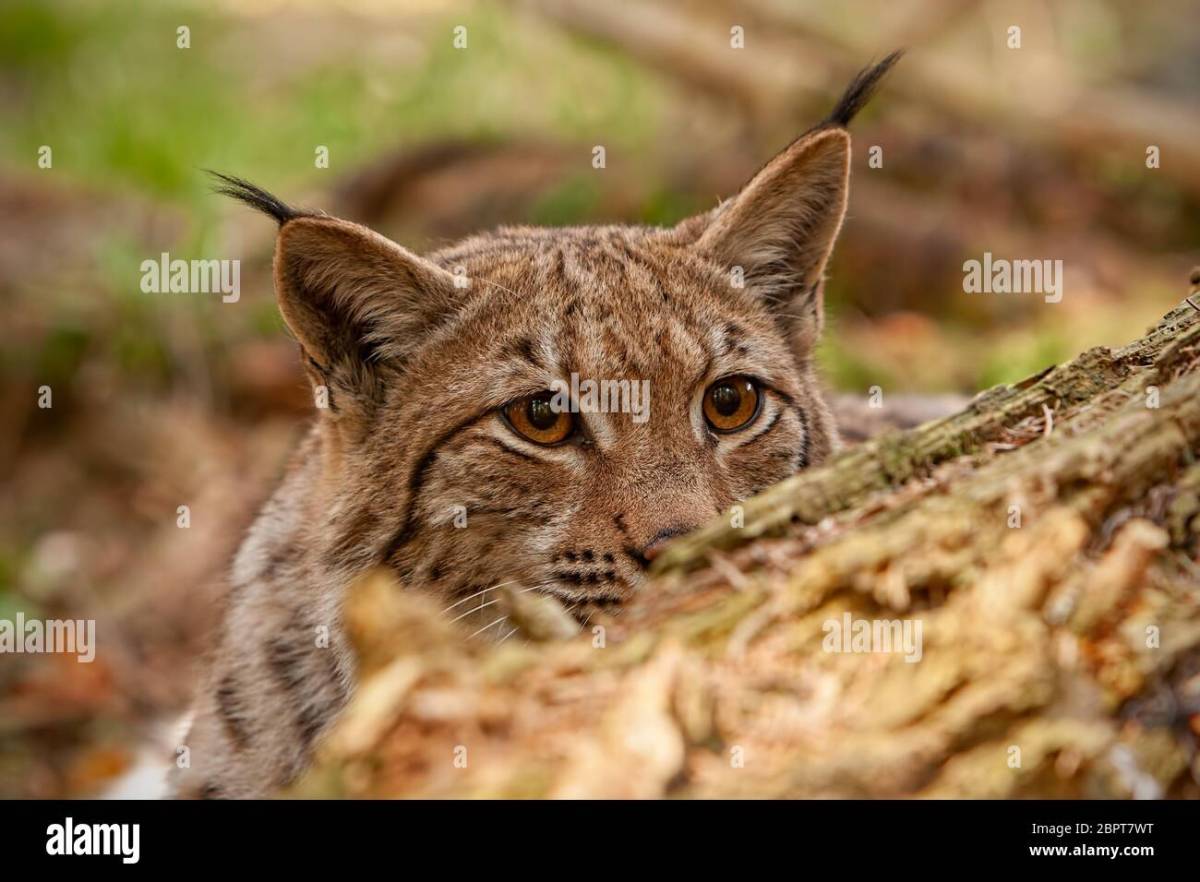 Lynx wild cats kielder reintroduced neville buck soaring population northumberland introduce