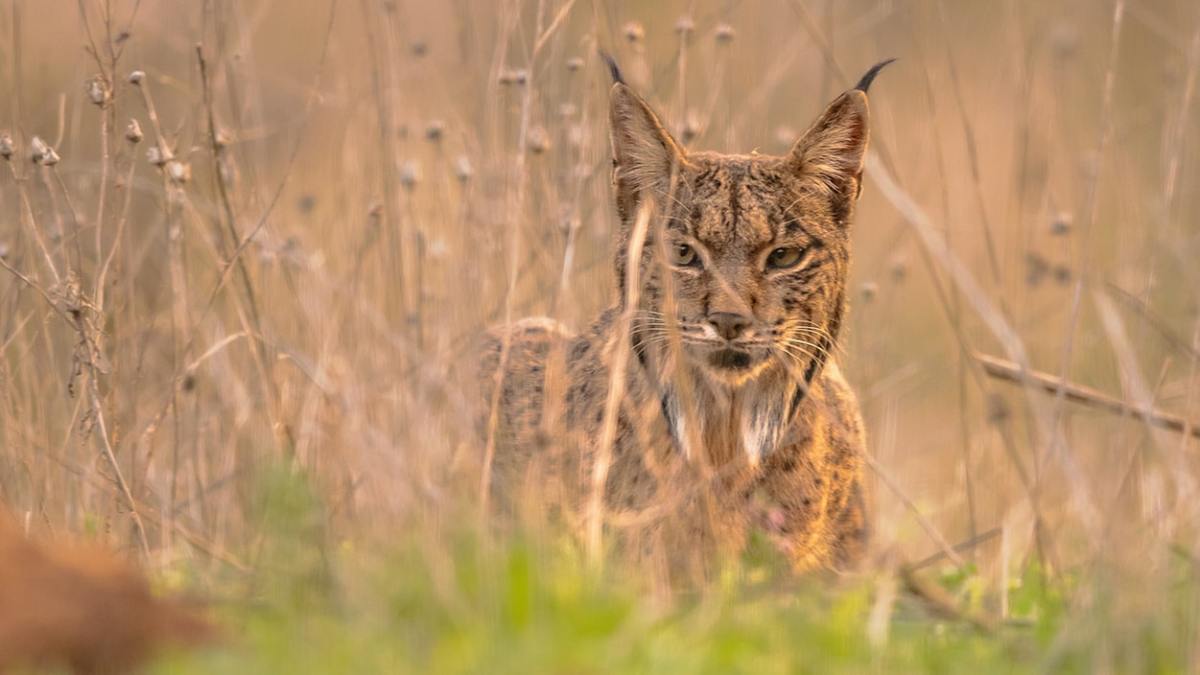 Illegally released lynx captured - NatureScot statement